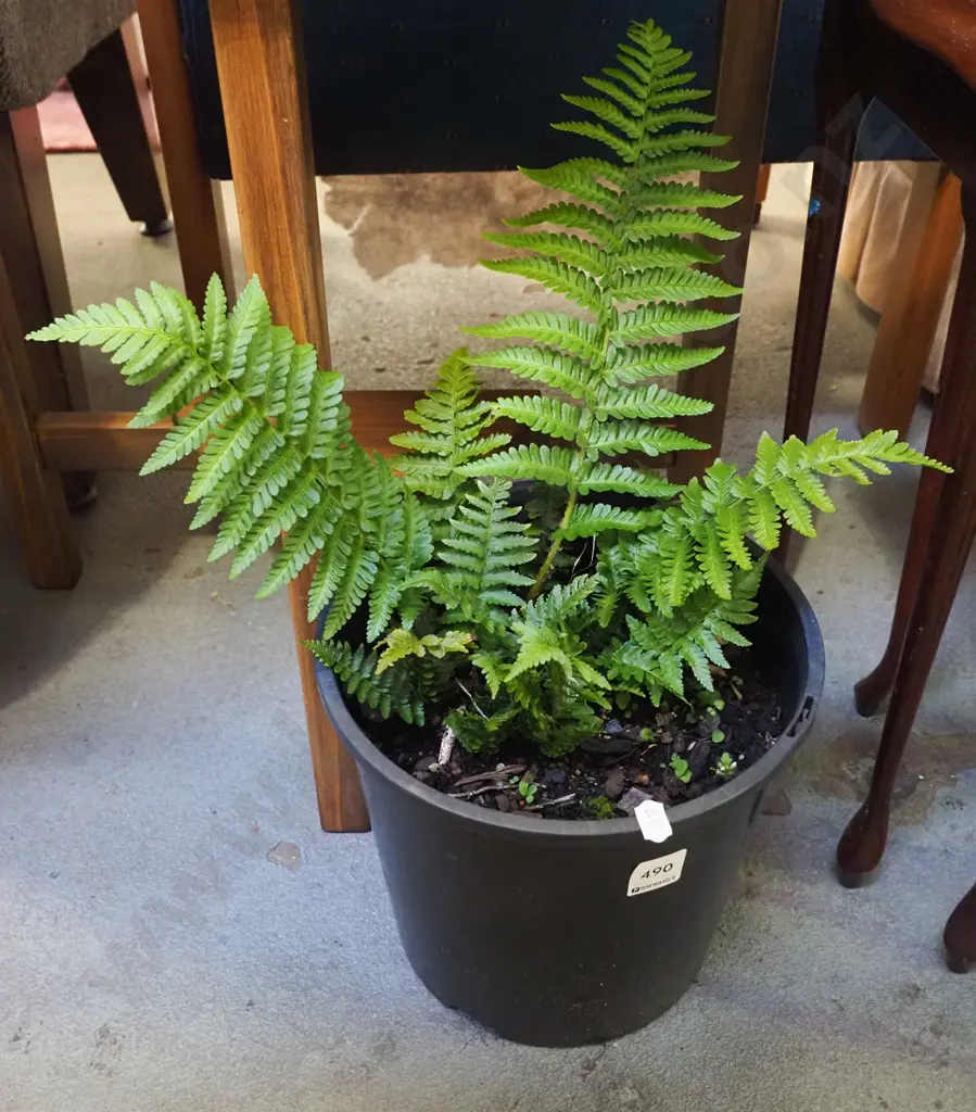 potted fern Image 1++