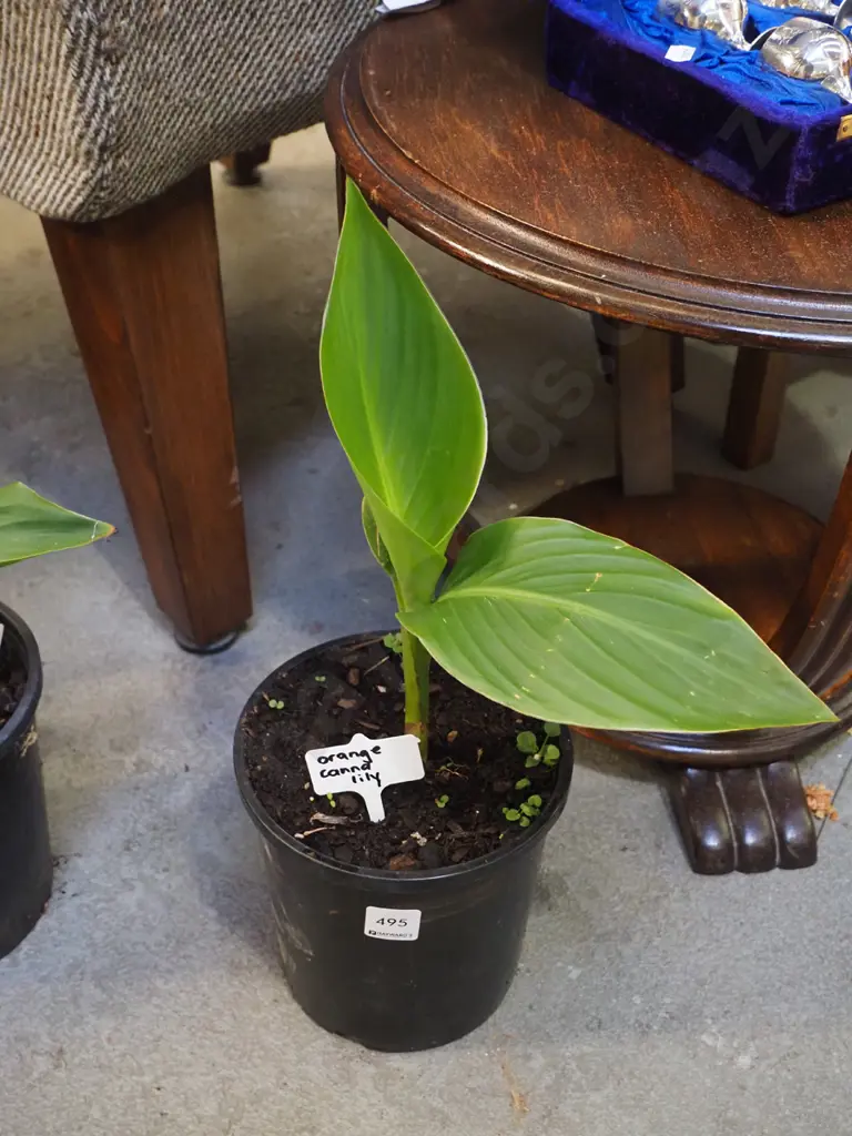 potted orange canna lily Image 1++