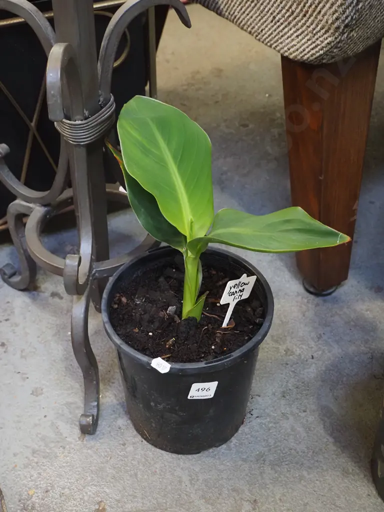 potted yellow canna lily Image 1++