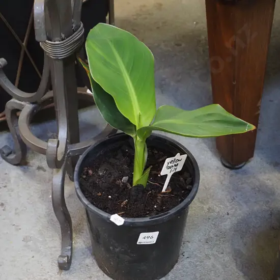 potted yellow canna lily