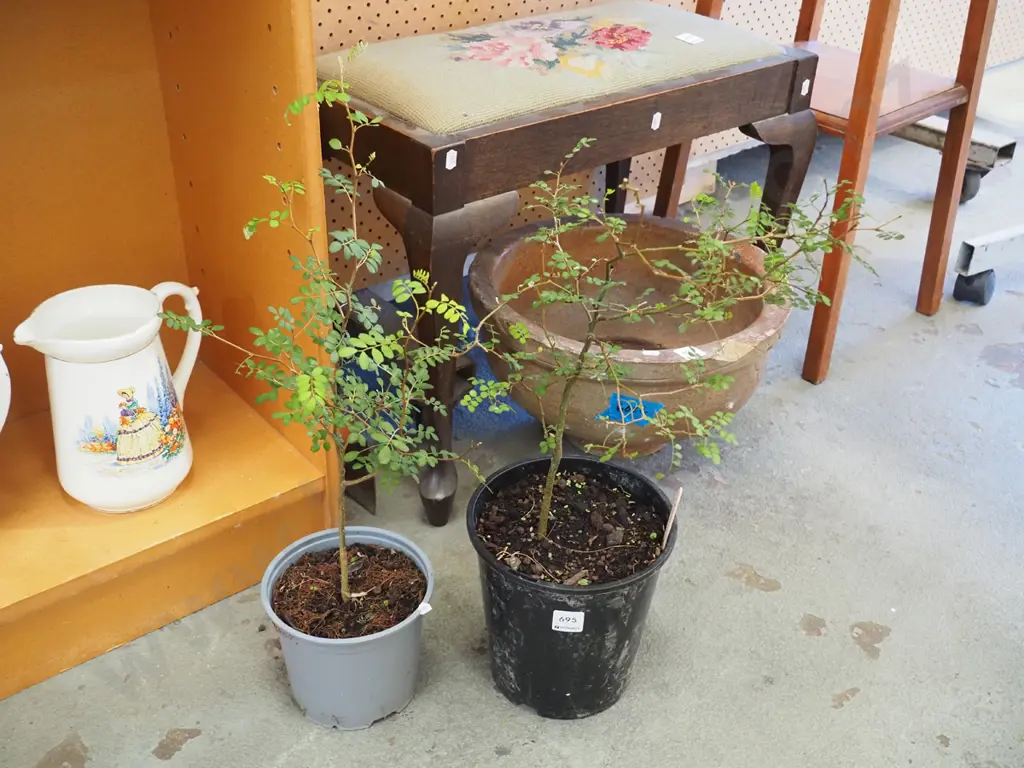 2x potted kowhai Image 1++