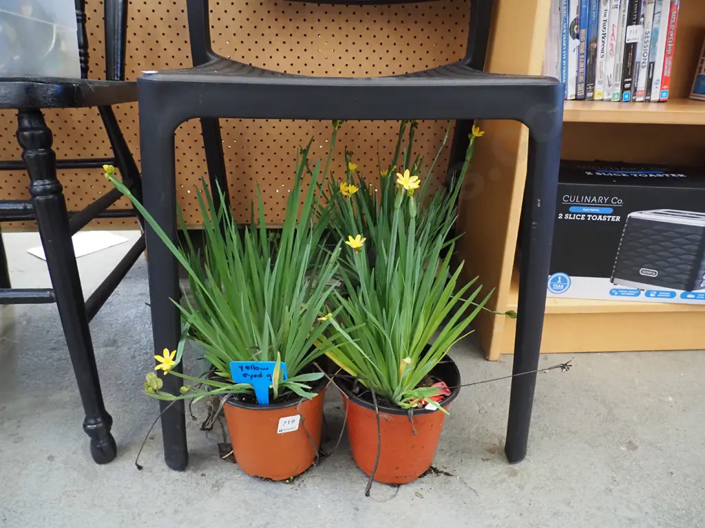 4x potted yellow eyed grasses Image 1++