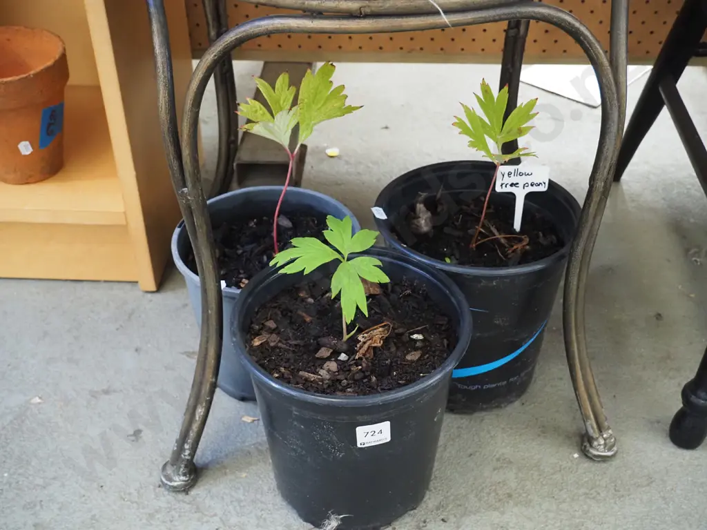 3x potted yellow tree peonies Image 1++
