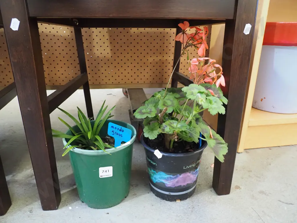 potted mondo grass, potted geranium Image 1++
