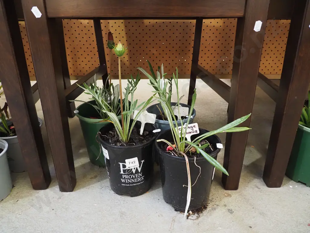 potted gazanias - various colours Image 1++