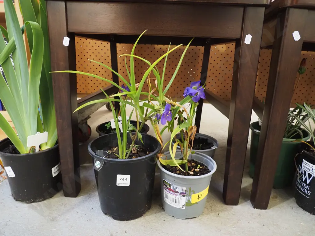 4x potted spiderworts Image 1++