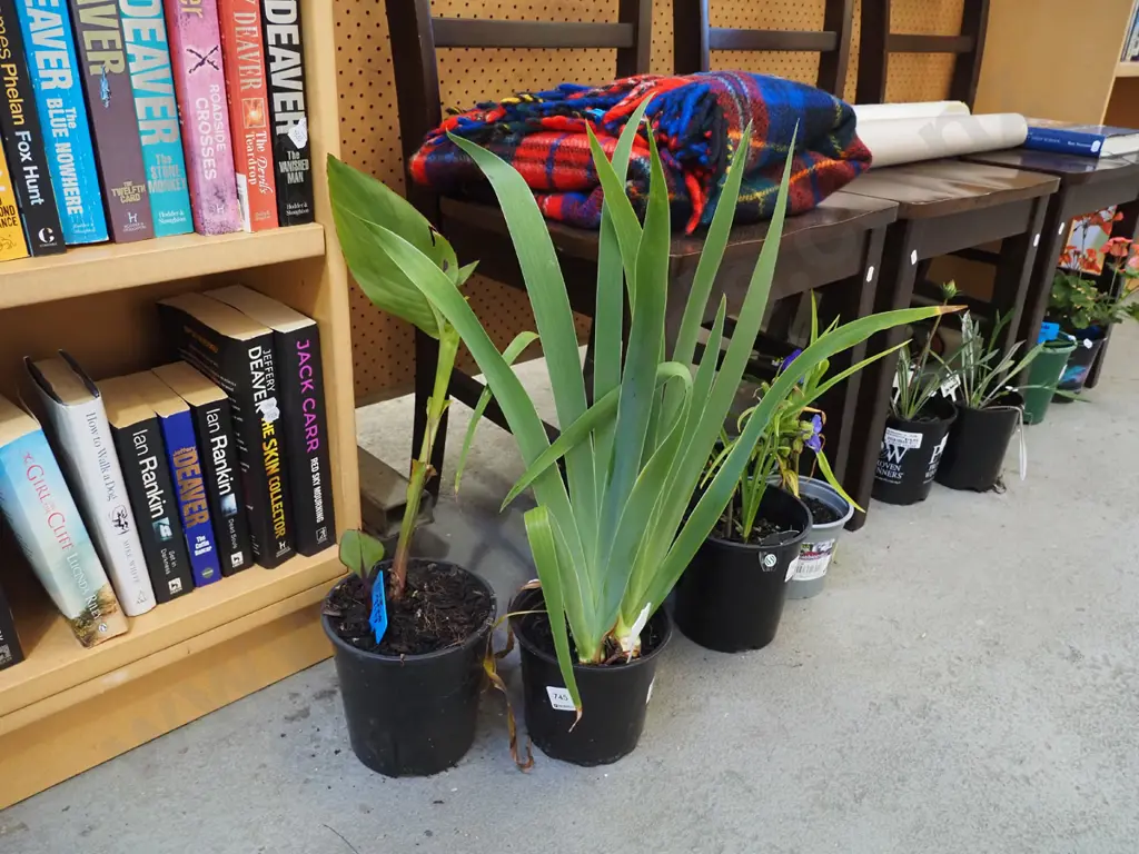 potted iris, potted pink canna lily Image 1++