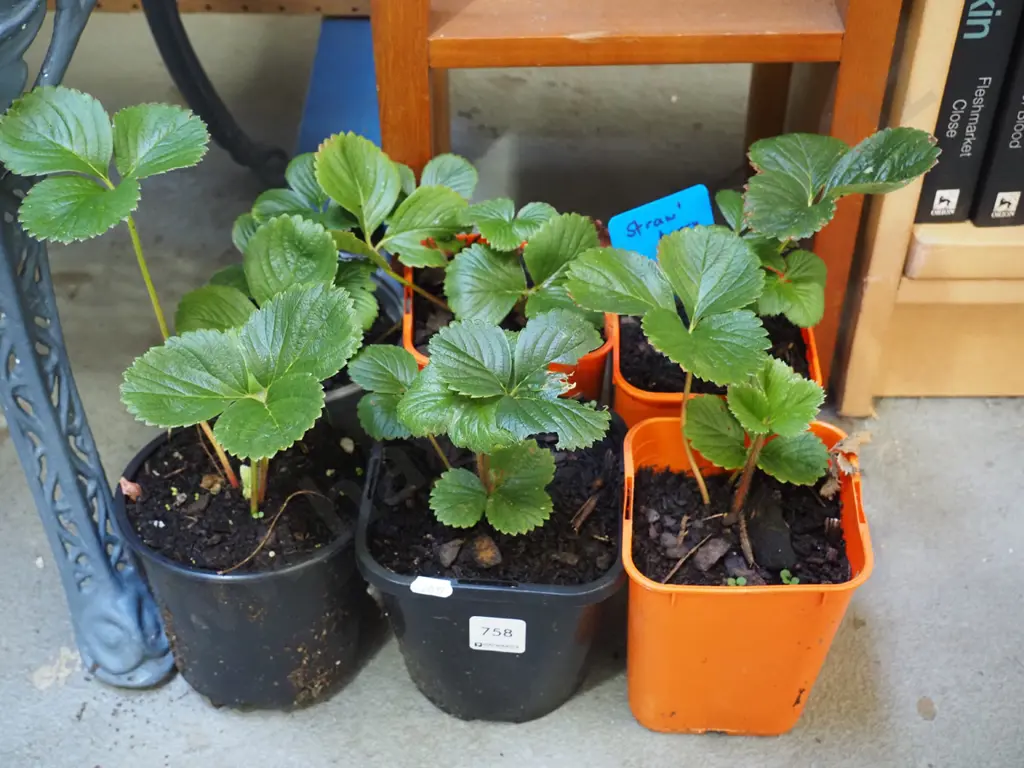 6x potted strewberry plants Image 1++