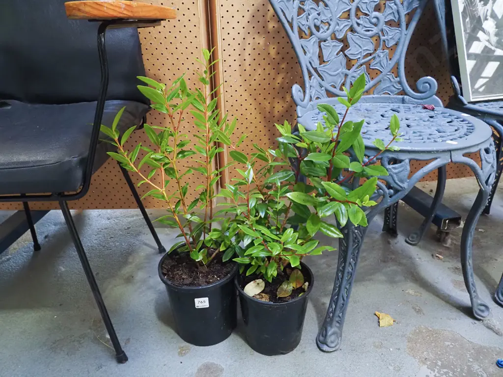 2x potted pohutukawa Image 1++