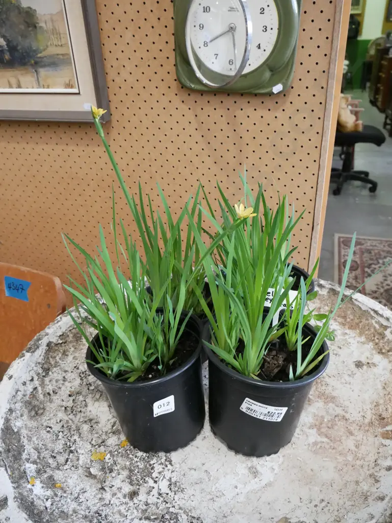 4x potted yellow eyed grasses Image 1++