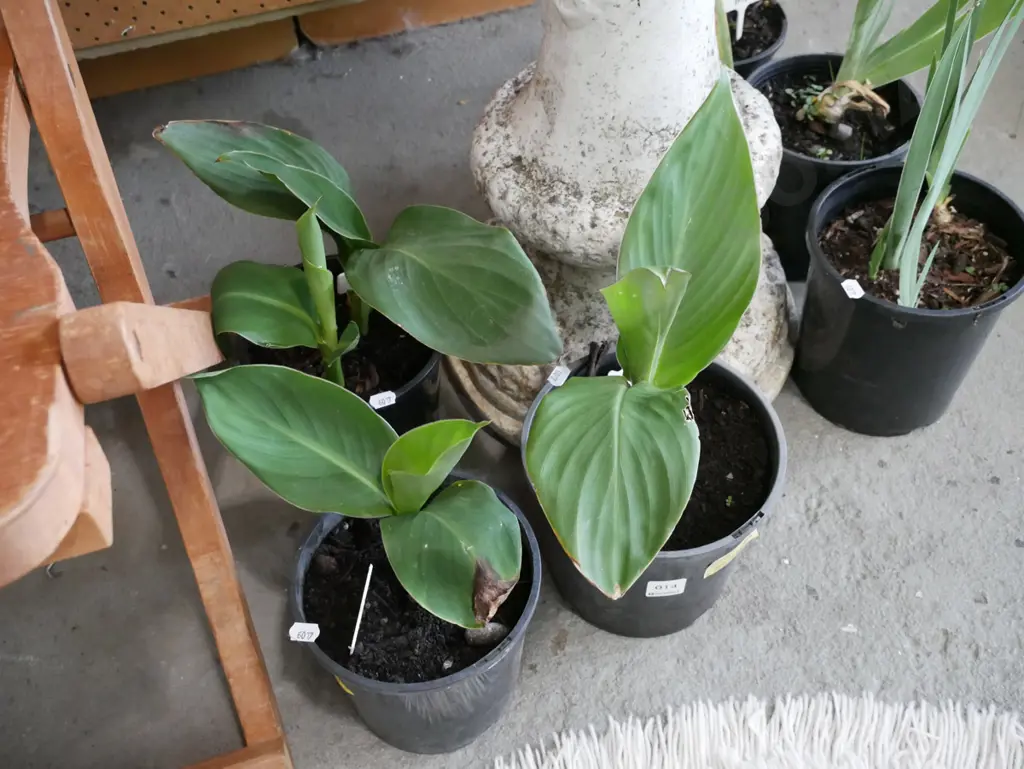 3x potted canna lillies Image 1++