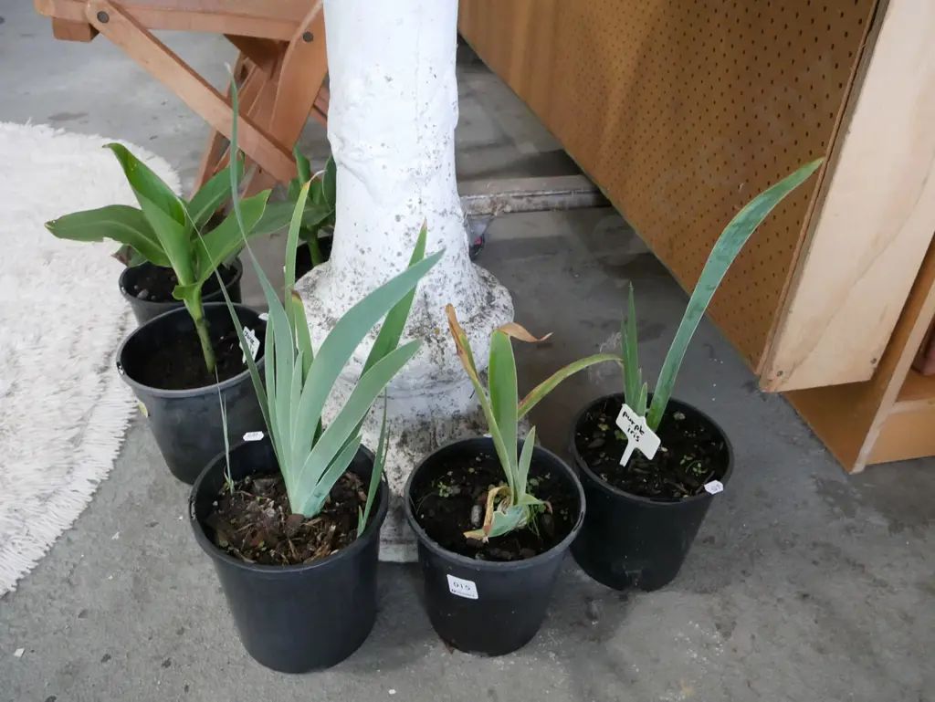 3x potted purple irises Image 1++