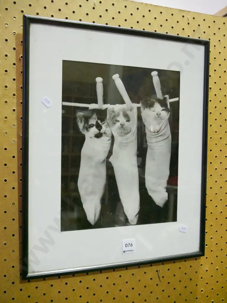 framed photo print - kittens in socks Image 1++