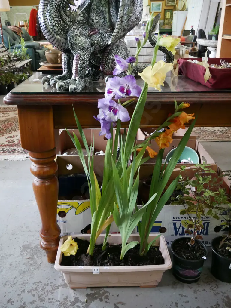 plastic tub of gladioli Image 1++