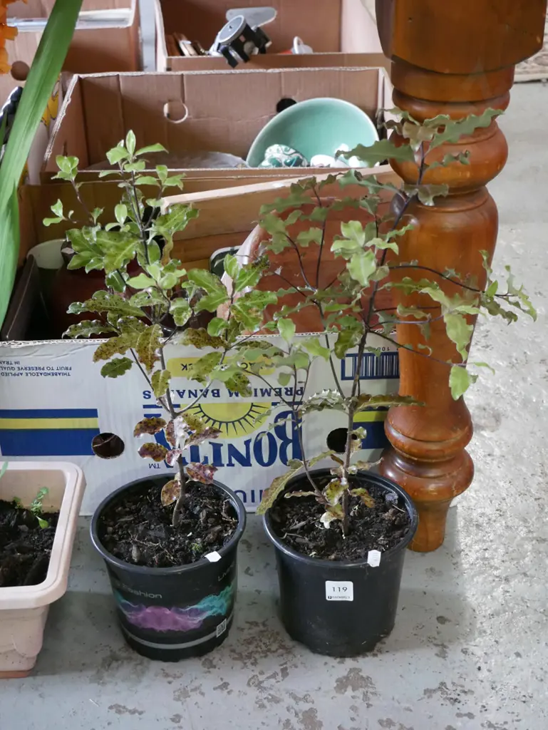 2x potted koro Image 1++