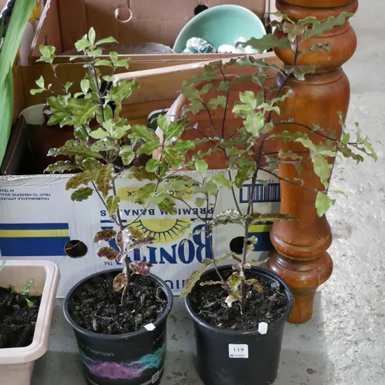 2x potted koro