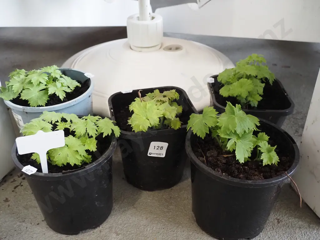 5x potted delphiniums Image 1++
