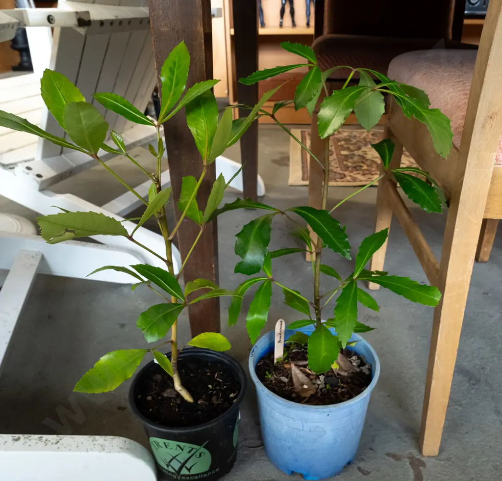 2 potted pseudopanax Image 1++