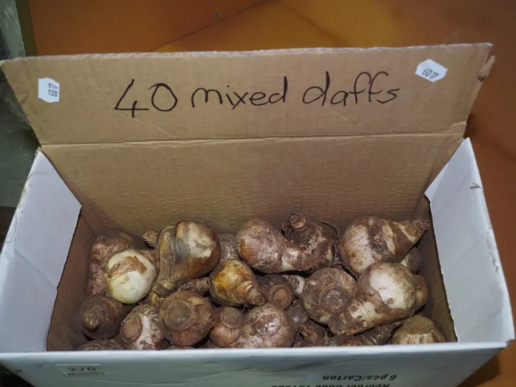 box of mixed daffodil bulbs Image 1++