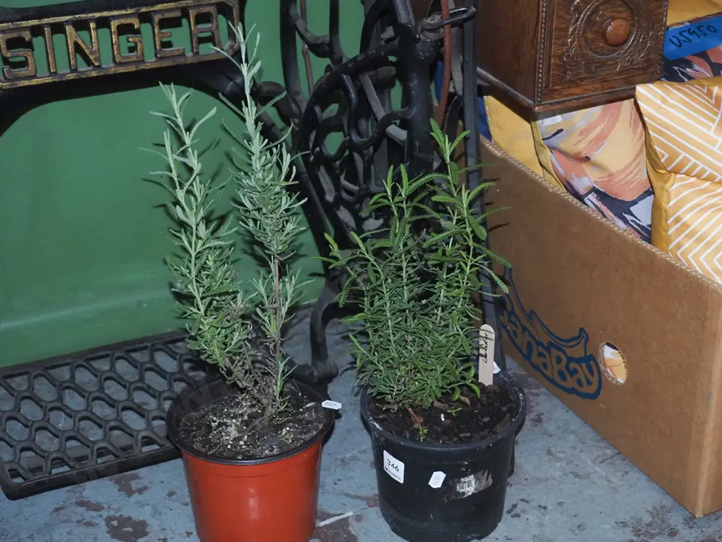 2x potted lavender Image 1++