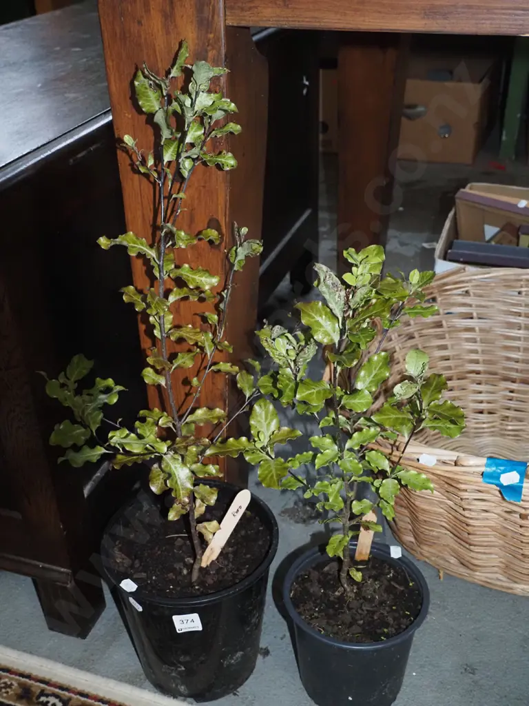 2x potted koro Image 1++