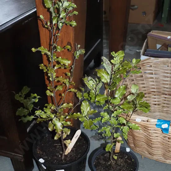 2x potted koro