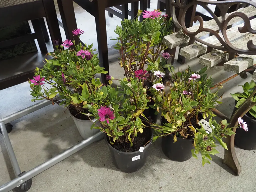 4x potted daisies Image 1++