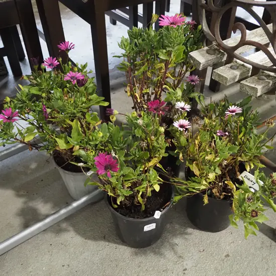4x potted daisies
