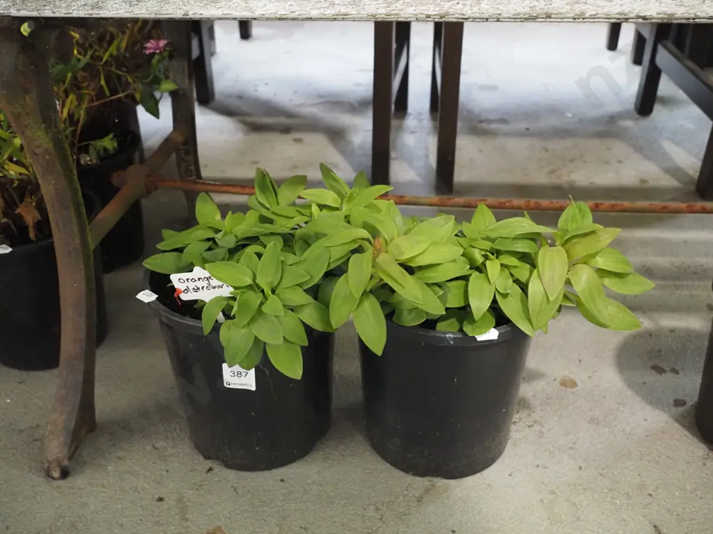 2x potted orange alstroemeria Image 1++