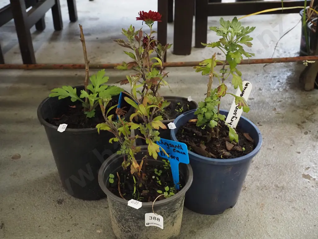 4x potted chrysanthemums Image 1++