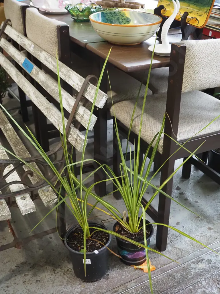 2x potted cabbage trees Image 1++