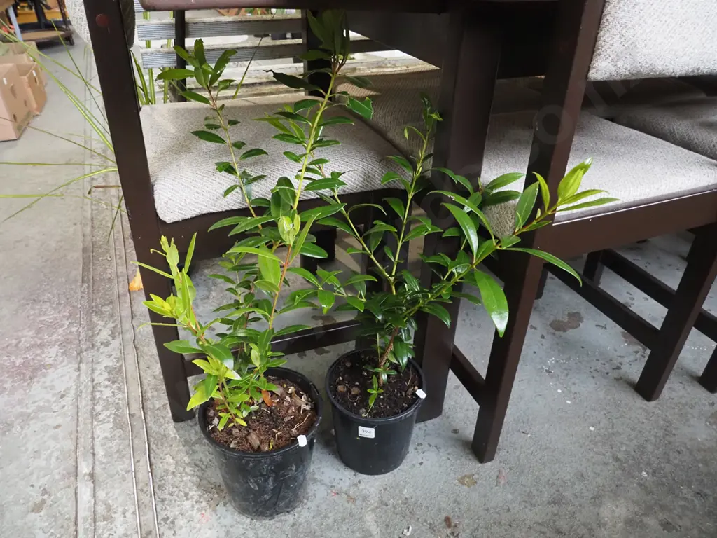 2x potted pohutukawa Image 1++