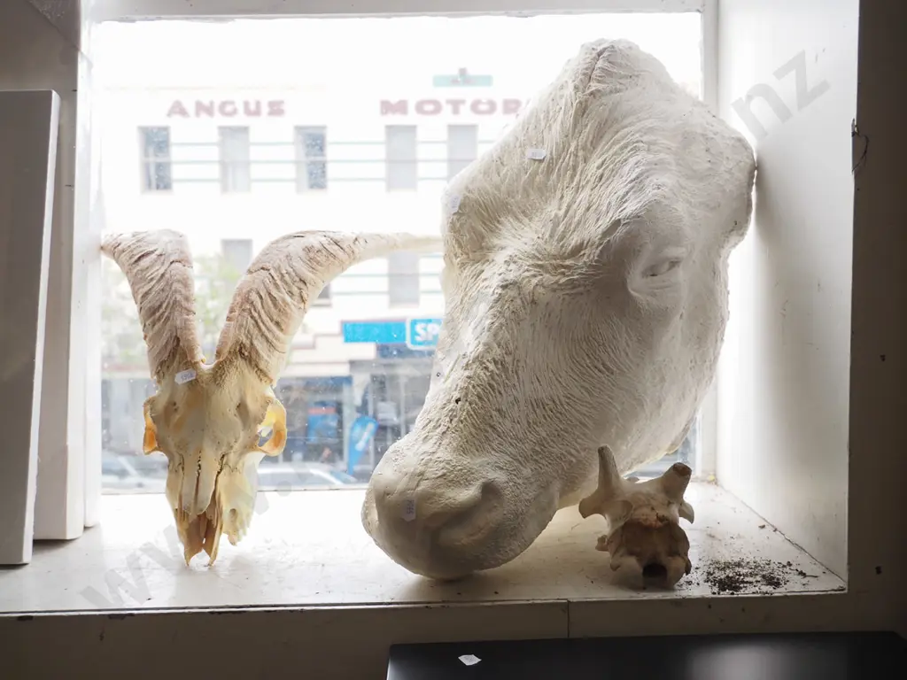 animal skulls, large composite cast cows head Image 1++