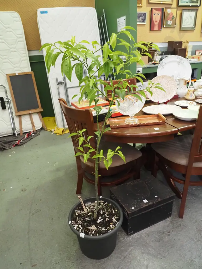 tall potted Tahitian lime Image 1++