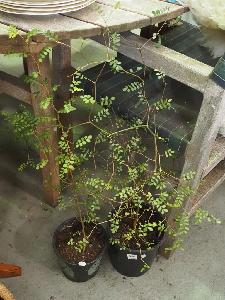 2x potted kowhai Image 1++