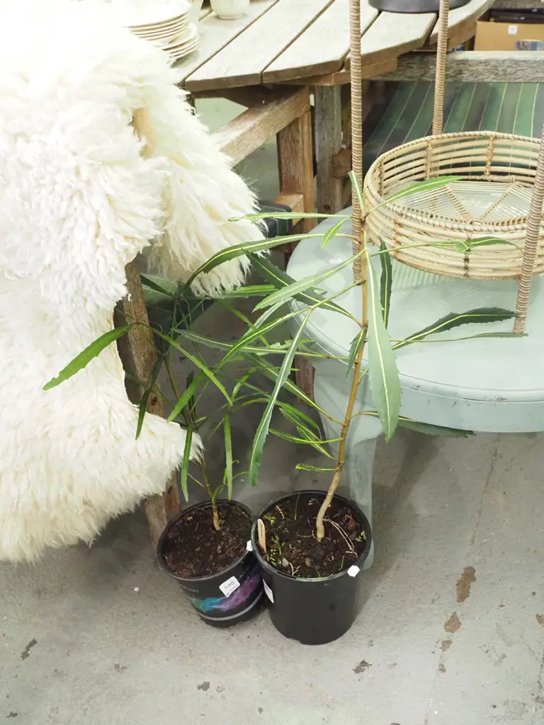 2x potted lancewoods Image 1++