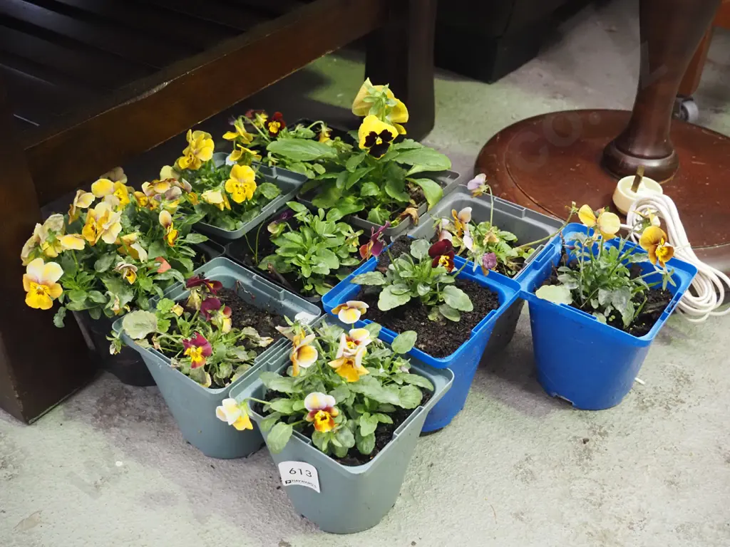 assorted potted pansies Image 1++