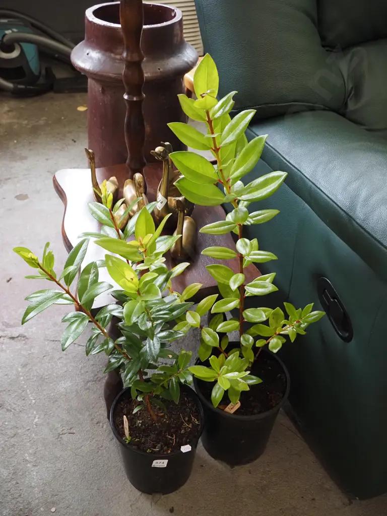 2x potted pohutukawa Image 1++