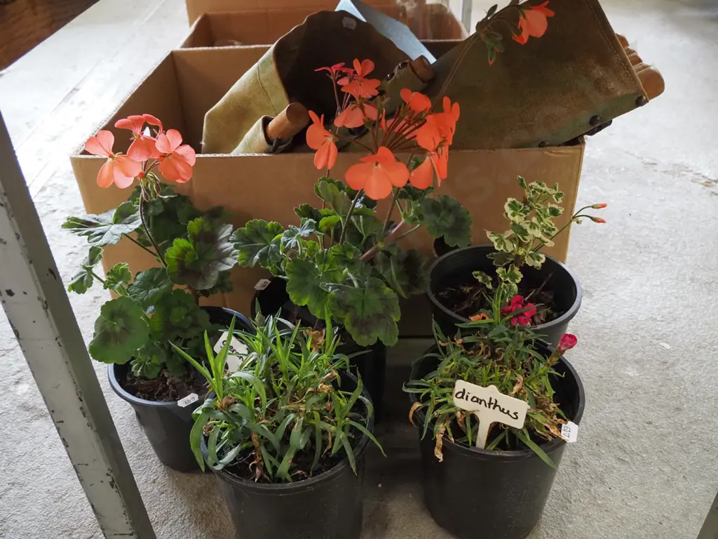 potted geraniums, dianthus Image 1++