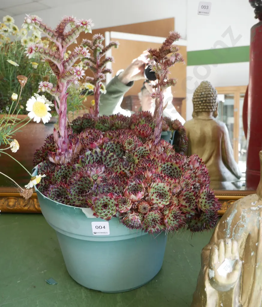 potted succulent Image 1++