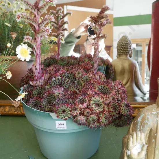 potted succulent