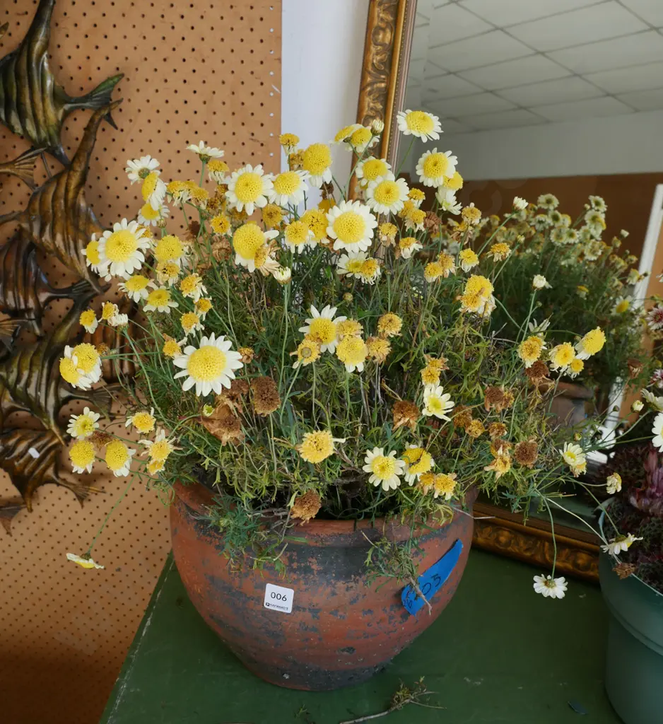 yellow daisies in terracotta planter Image 1++