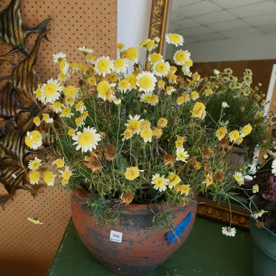 yellow daisies in terracotta planter