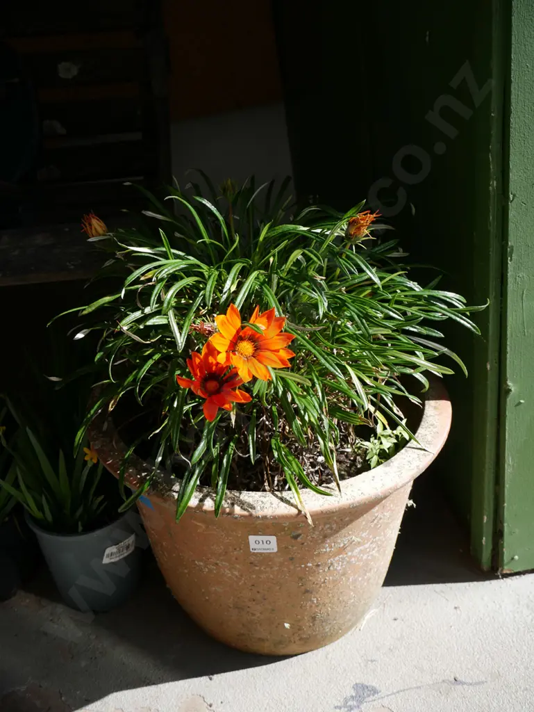 plant in terracotta planter Image 1++