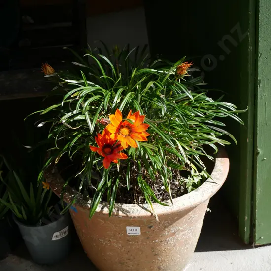 plant in terracotta planter