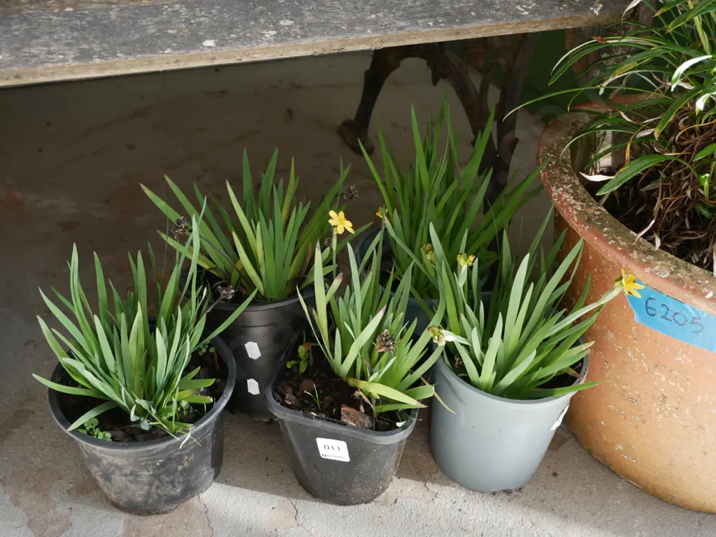 5x potted yellow eyed grasses Image 1++