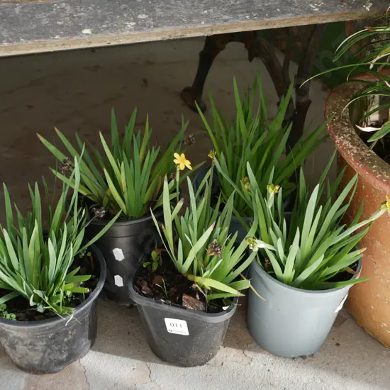 5x potted yellow eyed grasses