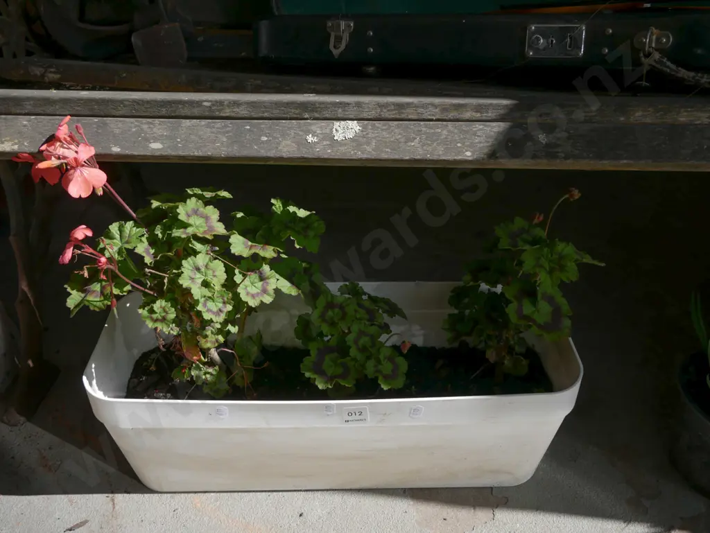 geraniums in plastic trough planter Image 1++