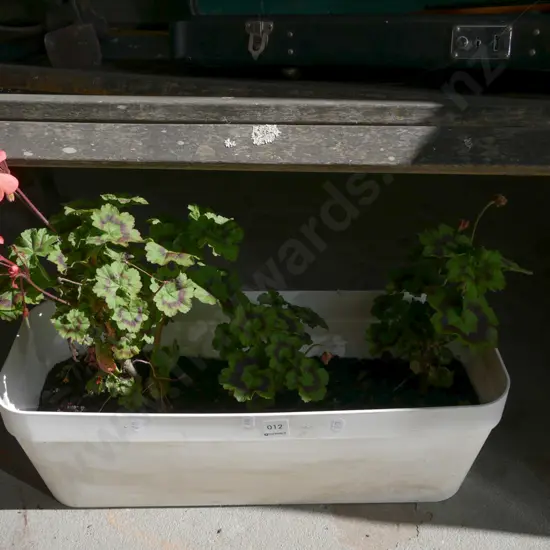 geraniums in plastic trough planter