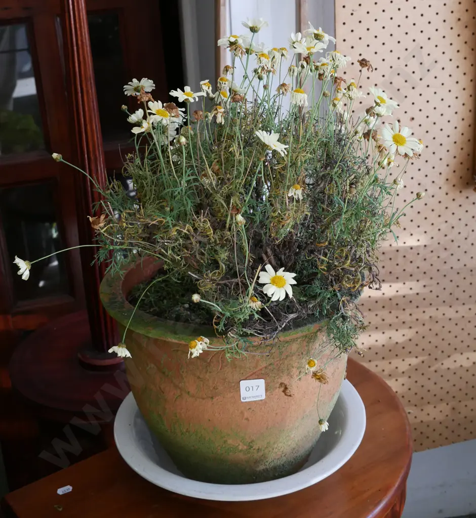 daisies in terracotta planter Image 1++